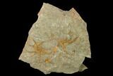 Four Ordovician Brittle Stars (Ophiura) - Morocco #155376-1